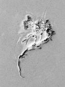 blaaswier (fucus vesiculosus) 9-2014 4118-